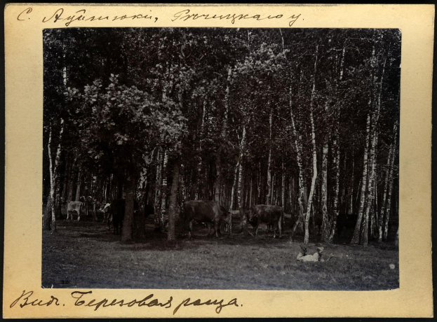 Schwarzes und weißes Foto einer Herde von Kühen, die auf einer bewaldeten Fläche grasen, mit Text am unteren Rand.