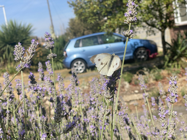 Ein blauer Wagen, der vor einem Lavendelfeld mit einer weißen Schmetterlings auf einer Blume, Bäumen, Pfählen und einem unscharfen Gebäude im Hintergrund geparkt ist.