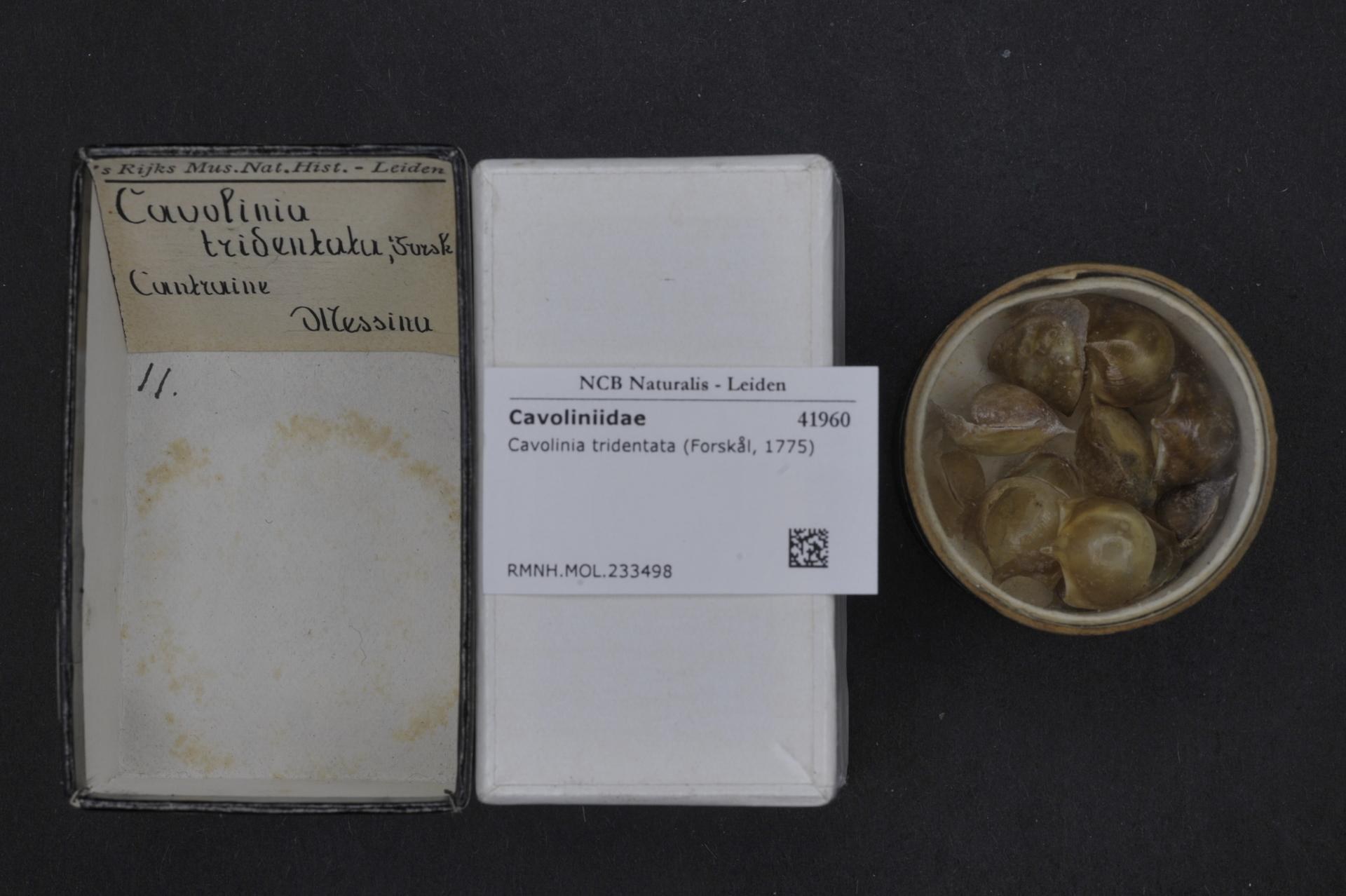 Karton mit *Cavoliniidae tridentata forskal* Süßwassermuscheln neben einer Schale Austern auf einer schwarzen Oberfläche, mit einem beschrifteten Papier neben dem Karton.