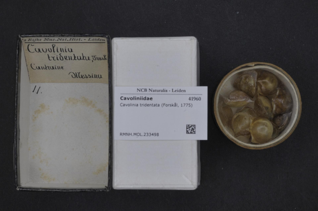Karton mit *Cavoliniidae tridentata forskal* Süßwassermuscheln neben einer Schale Austern auf einer schwarzen Oberfläche, mit einem beschrifteten Papier neben dem Karton.