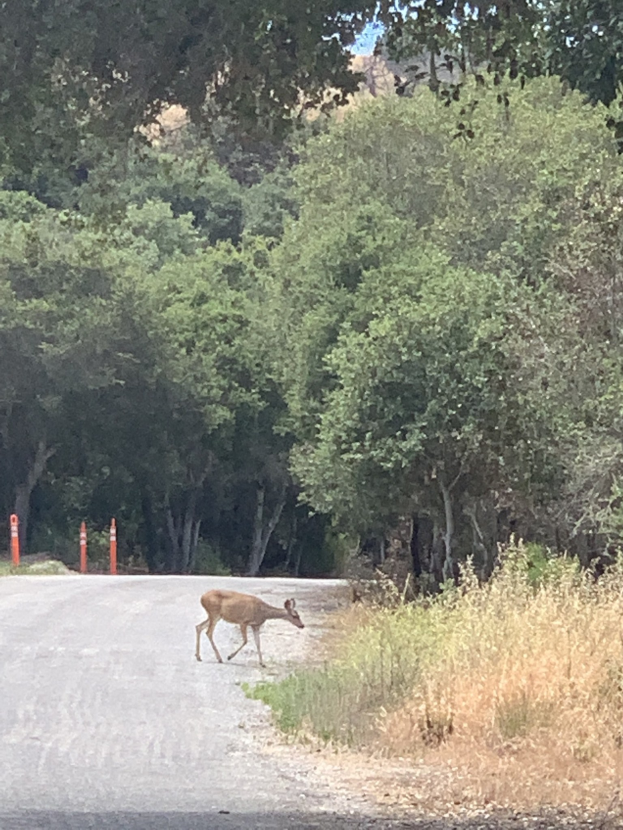 Ein Hirsch, der eine von Pfosten gesäumte Waldstraße überquert, umgeben von grünem Gras und hohen Bäumen unter einem sichtbaren Himmel.