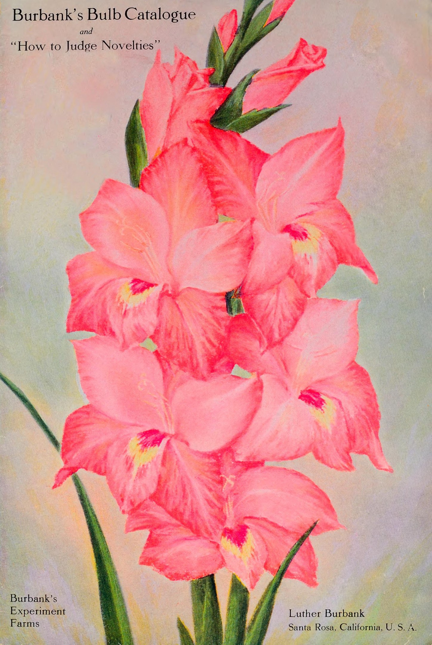 A book cover featuring a painting of pink gladiolus flowers with green leaves and bold text reading "Burbank's Bulb Catalogue: How to Judge Novelties."