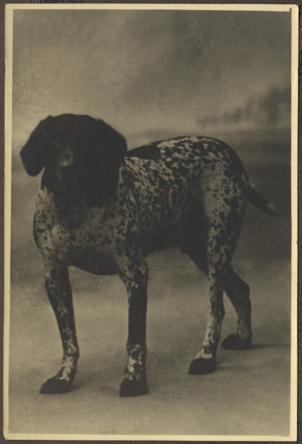 Ein Schwarz-Weiß-Foto eines Deutschen Kurzhaarstehters, der auf dem Boden steht.