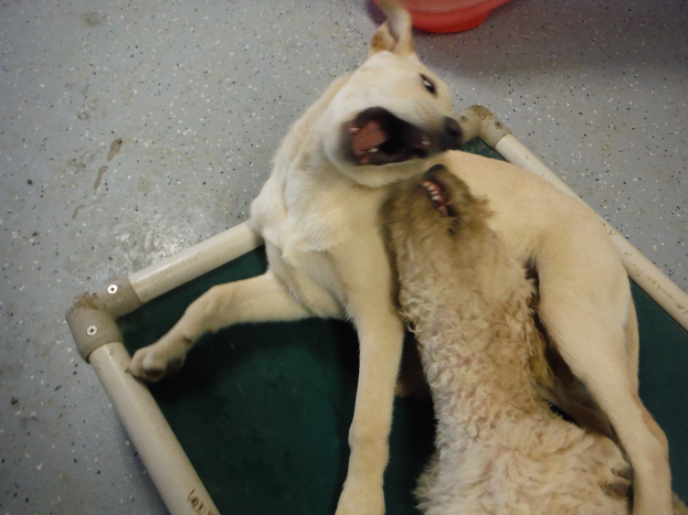 Ein Hund mit offenem Mund neben einem anderen Tier.