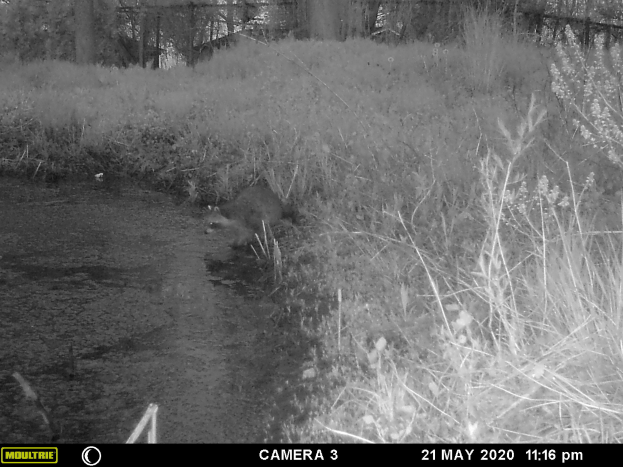 Ein Schwarz-Weiß-Foto eines Waschbärs im Wald, umgeben von Pflanzen und Bäumen, mit Text und Zahlen unten, die darauf hinweisen, dass es am 21. Mai 2020 aufgenommen wurde.