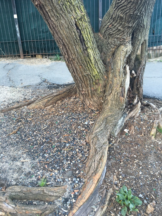 Skandal in Powai: Gesunder Baum illegal gefällt – wer trägt die Verantwortung?