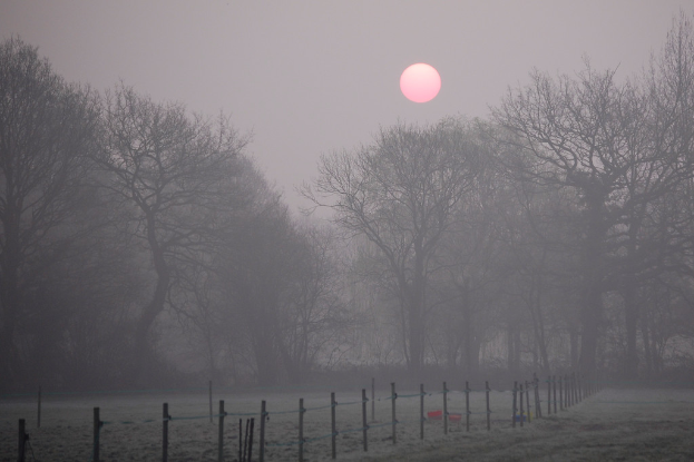 Boden mit mehreren Pfählen und Bäumen, mit der Sonne im Hintergrund.