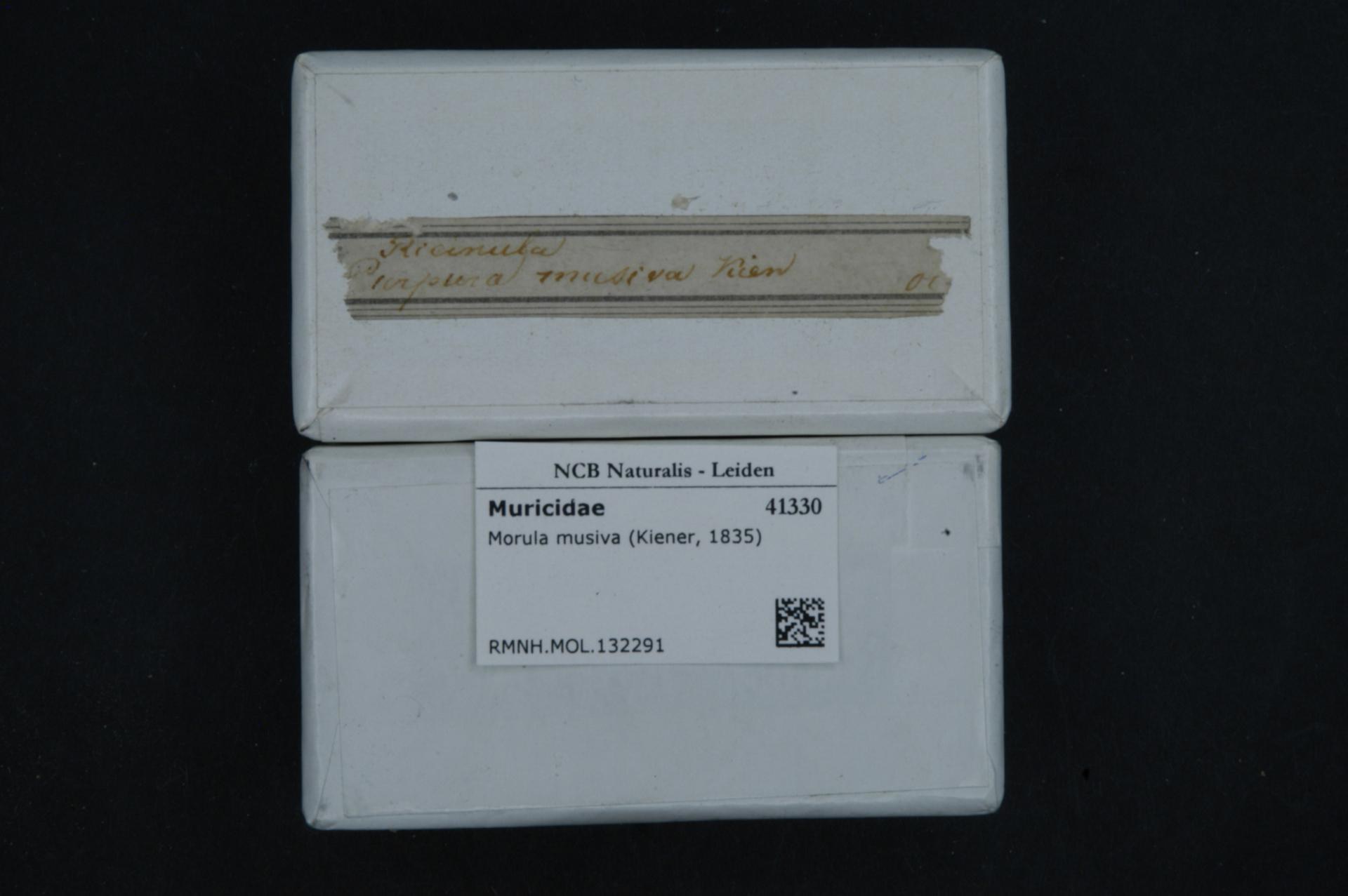 White box with a label reading "Muricidae, Morula musiva, Kienner, 1835" on a black table.