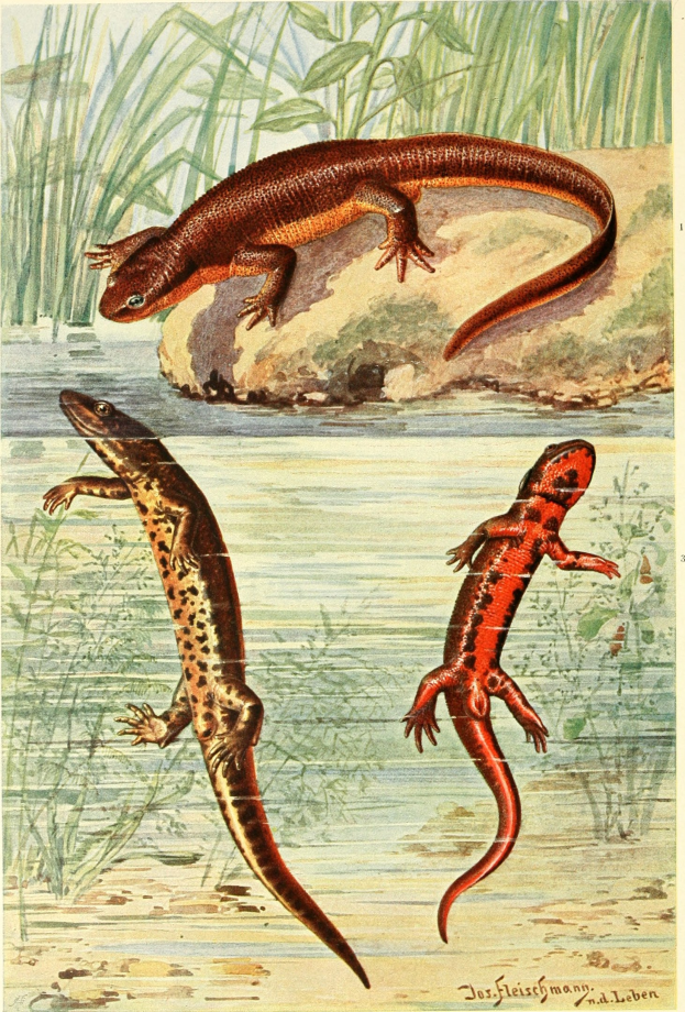Ein Plakat, das drei Arten von Salamandern in einer Wasser- und Pflanzenumgebung mit Text unten zeigt.