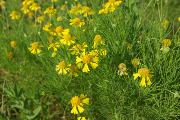 Ein Nahaufnahme eines Strauchs mit leuchtend gelben Kamille-Blumen und saftig grünen Blättern, mit einem unscharfen Hintergrund.