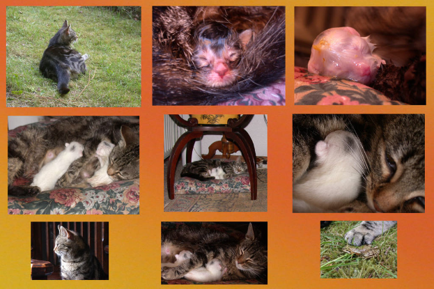 Ein Collage-Bild mit verschiedenen Tieren, darunter ein Löwe, ein Elefant, eine Giraffe und ein Pinguin, vor einem weißen Hintergrund.