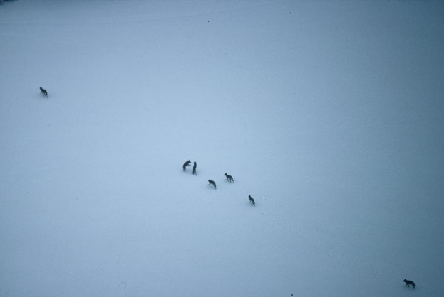 Eine verschneite Landschaft mit drei WÃ¶lfen: einem in der Mitte, einem unten rechts und einem oben links.