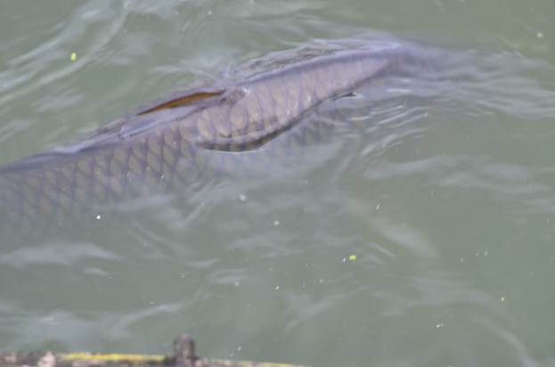 Ein großer Stör schwimmt in der Nähe eines Stegs, mit einem Objekt am Boden des Bildes.