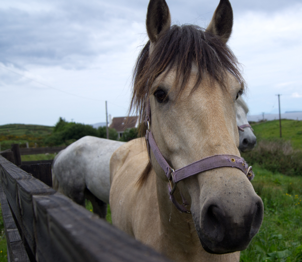 Pferde auf einer Weide innerhalb eines Holzzauns stehend, mit einem Haus und Bäumen im Hintergrund unter einem bewölkten Himmel.