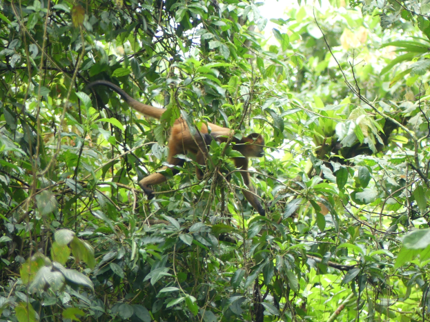 Ein Spinnenäffchen mit braunem Fell, langer Schwanz und wacher Miene sitzt auf einem Ast in der grünen Vegetation Costa Ricas.
