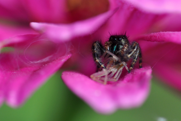Ein Insekt sitzt auf einem Blütenblatt, der Hintergrund ist unscharf.