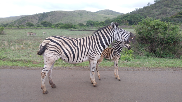 Two zebras standing side by side on a grassy roadside with greenery and hills in the background under a clear blue sky.