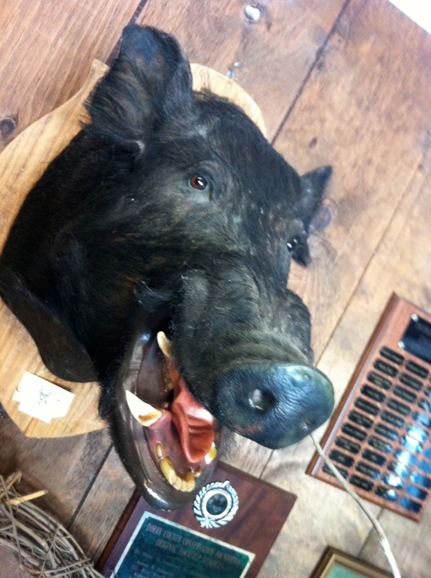 Eine Statue eines Wildschweinkopfes auf einem hölzernen Wand montiert mit einem Schild vor ihm auf dem Boden.