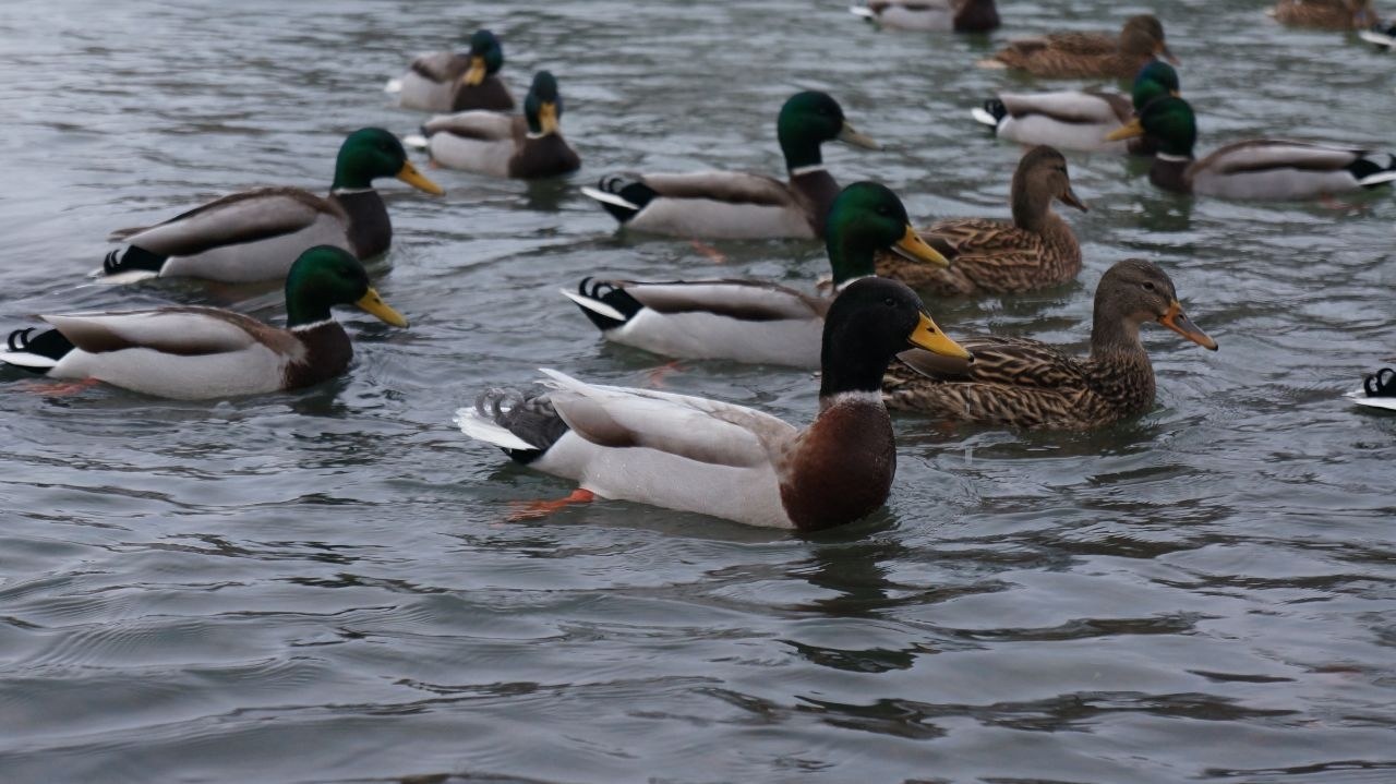 Eine Schar von Stockenten in verschiedenen Farben, darunter braun, grün, weiß und schwarz, schwimmt in einem Gewässer.