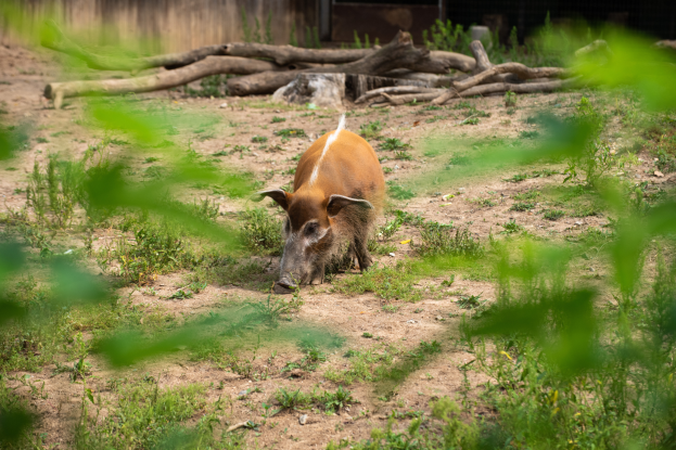 Ein Wildschwein steht im Dreck neben einem Zaun, umgeben von Gras und Pflanzen, mit Holzstämmen und einer Wand im Hintergrund und Text unten im Bild.