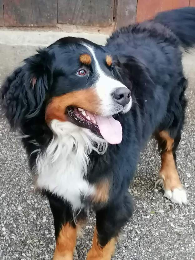 Ein Berner Sennenhund mit schwarzem, weißem und braunem gewelltem Fell steht wachsam vor einer hölzernen Tür, Ohren gespitzt und Augen offen.