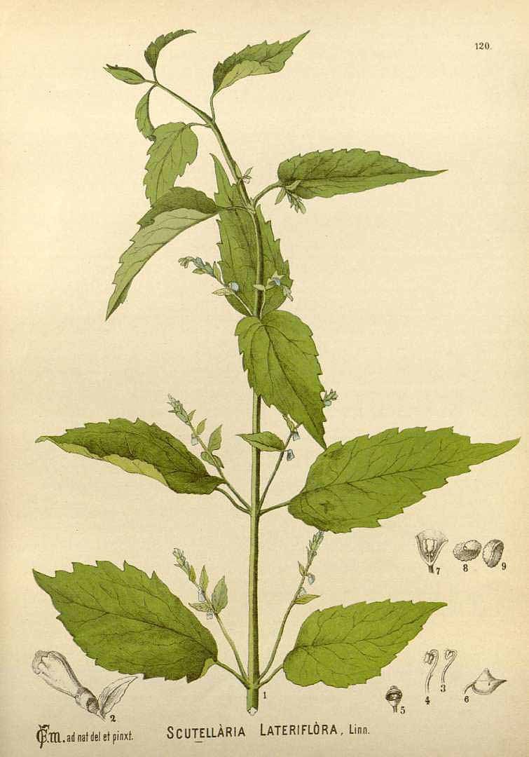 A hand-drawn illustration of Scutellaria lateriflora with green leaves and flowers, accompanied by descriptive text and additional plant images on aged paper.