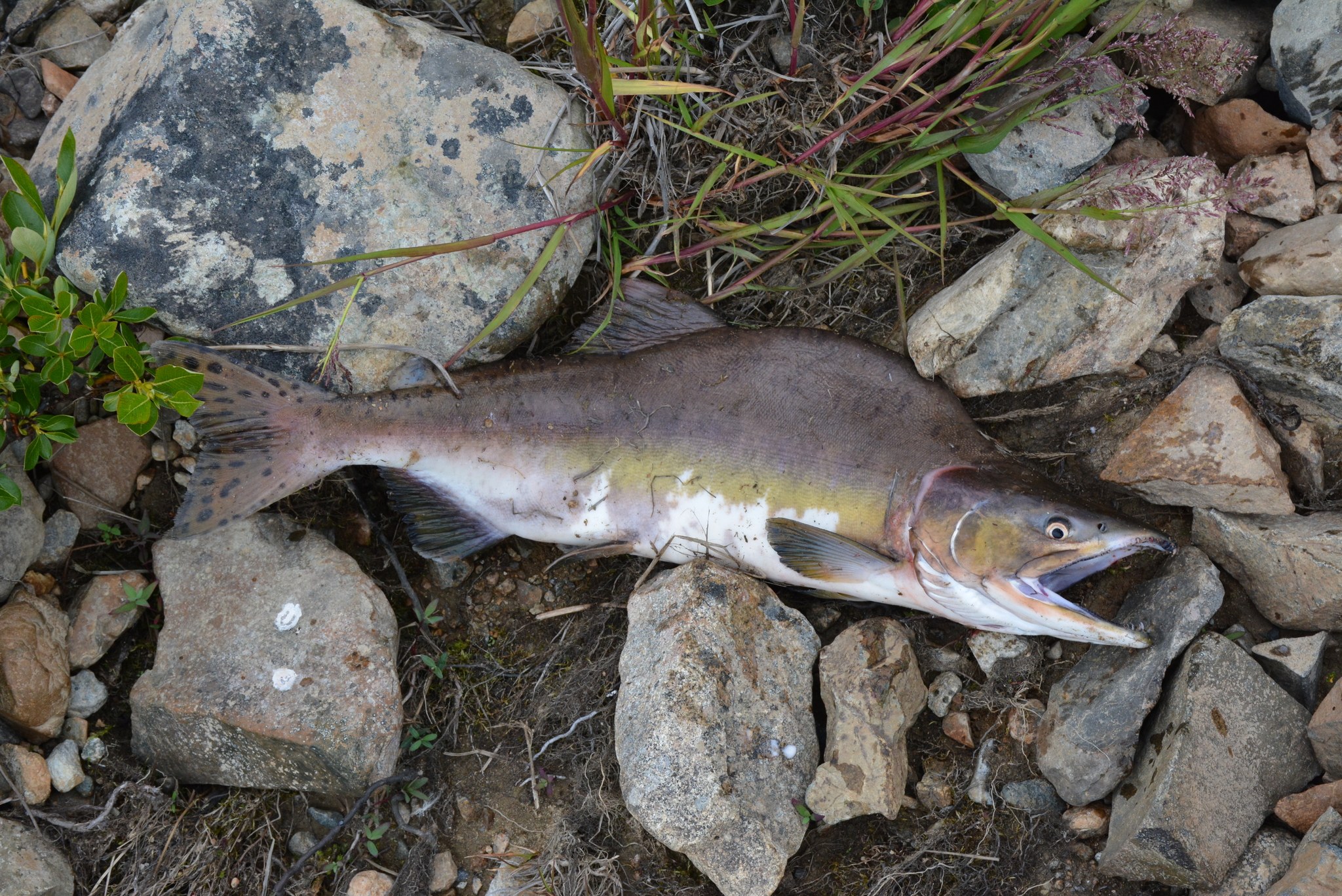1.5 Millionen Fische unter einem Dach: Riesige Lachsfarm am Walensee geplant