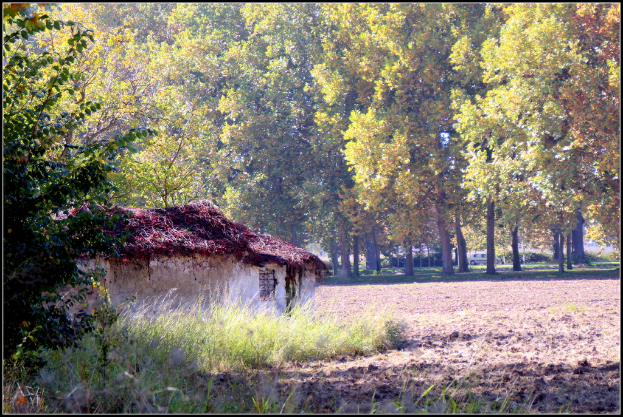 Ein Haus auf der linken Seite, Gras am Boden und Bäume mit einem Auto im Hintergrund.