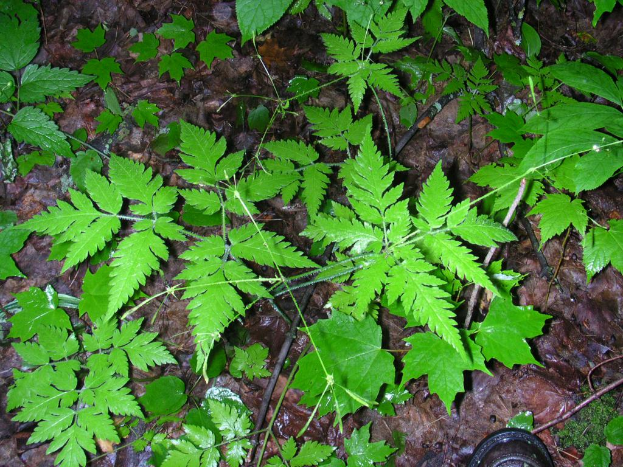 Grüne Blätter sind im Bild sichtbar.